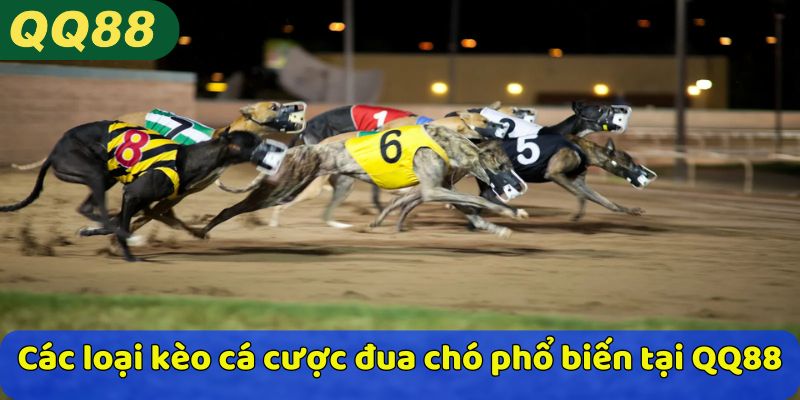 Các loại kèo cá cược đua chó phổ biến tại QQ88