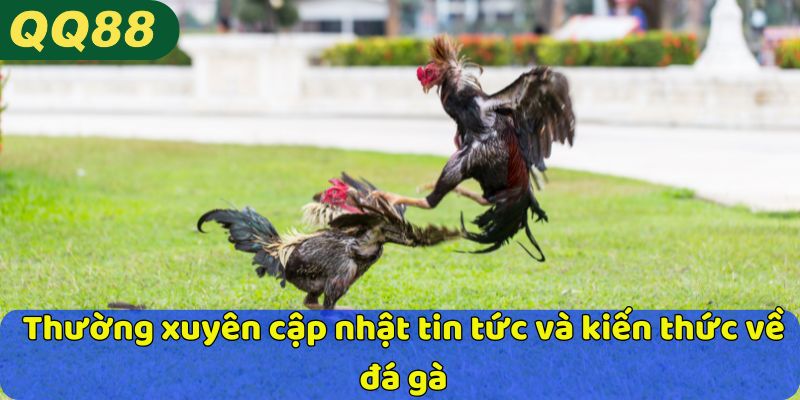 Thường xuyên cập nhật tin tức và kiến thức về đá gà